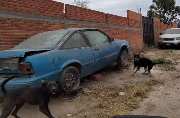 Guardias de noche, esclavos de día; perros viven encadenados en San Felipe