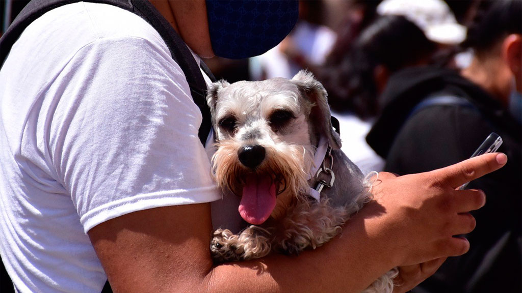 CCBA arranca programa de esterilización en León; busca llegar a las 24 mil cirugías