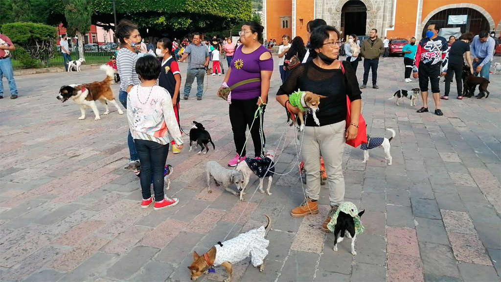 Tu mascota podría contagiarse de la ómicron; checa aquí los síntomas