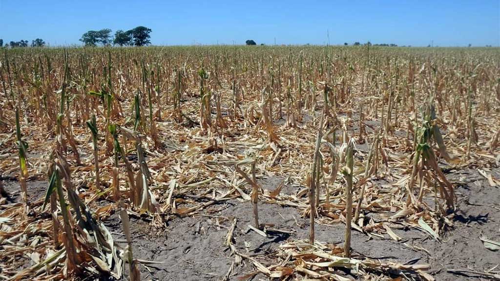 Agricultura y pesticidas afecta zonas forestales en Abasolo