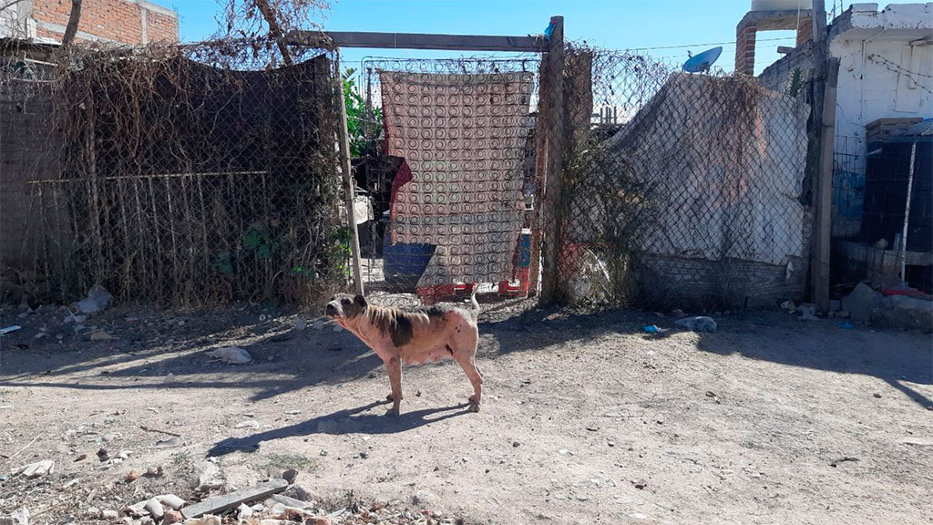 Atención a mascotas en León es demanda creciente; CCBA no da abasto