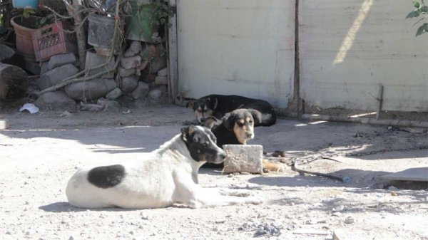 No se dan abasto: Saturan el número de atención del CCBA para animales en León