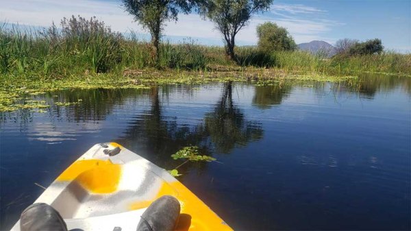 Llega a Acámbaro la quinta edición del Conteo Nacional de Aves Acuáticas 2022