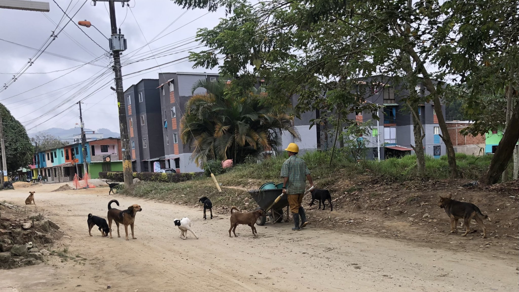 Congreso pide a los municipios atender problemática de los perros callejeros