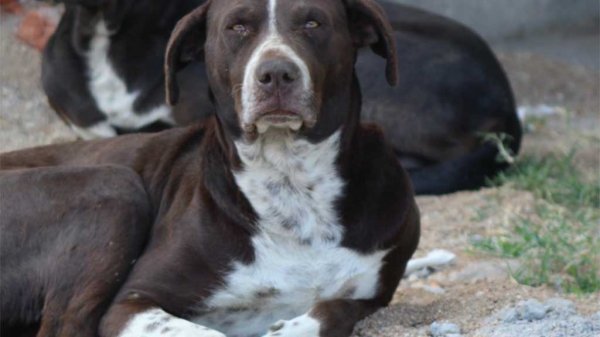 En el olvido, perros y gatos callejeros arriesgan la salud pública en Guanajuato