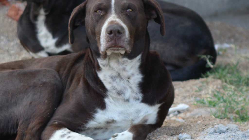 En el olvido, perros y gatos callejeros arriesgan la salud pública en Guanajuato