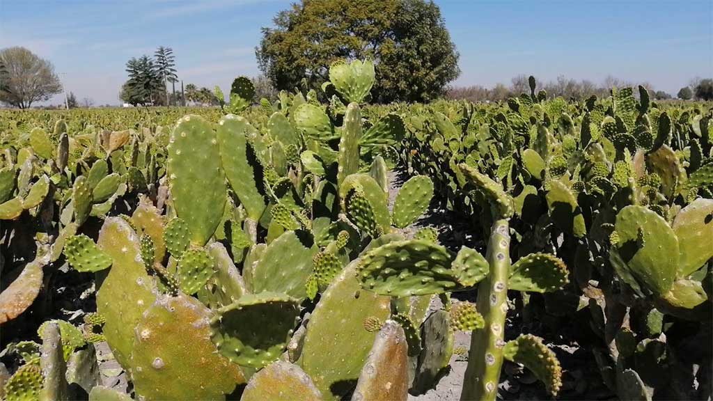 Dejan pendiente la Expo Nopal por alza de contagios en Guanajuato