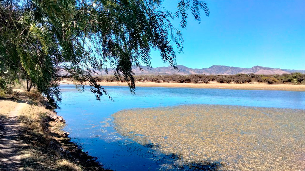 ‘Paraísos’ en San Felipe y Ocampo, entre el abandono y la destrucción