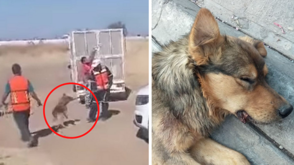 Acusan al Caan Silao de maltratar a ‘Tiburón’, un perrito callejero inofensivo