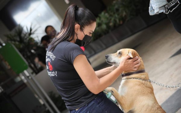 Avanza consolidación del hospital público veterinario de León