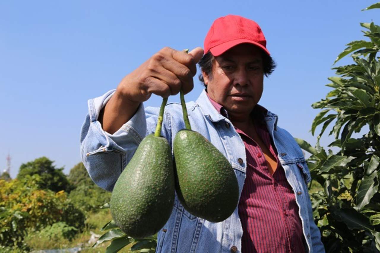 La lucha por el ‘oro verde’: boicot, revisiones, crimen organizado dificultan el mercado