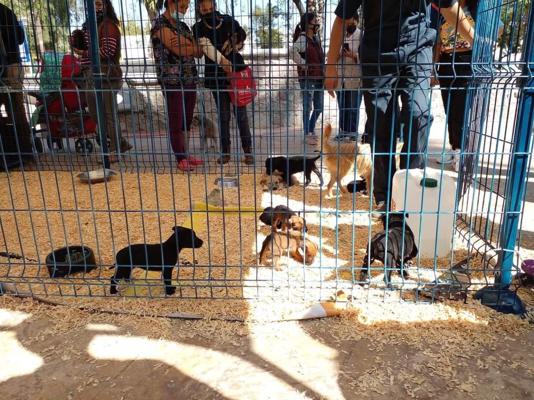 ¿Buscas una mascota? Llega el segundo ‘Adoptón’ de perros y gatos a León