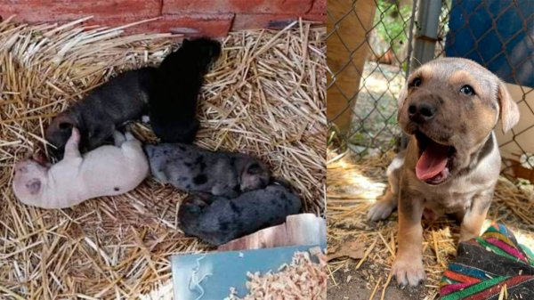 Perritos nacieron en ‘pesebre’ de Purísima; 2 siguen buscando hogar