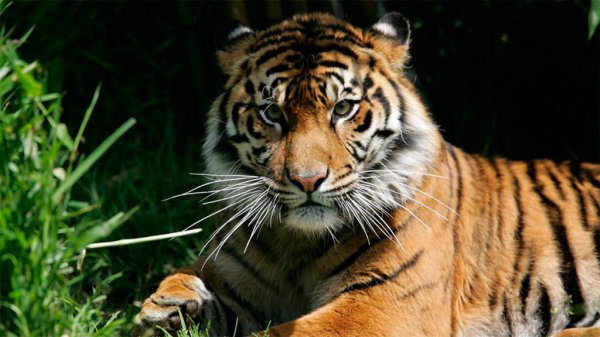 Niegan existencia de tigre en Apaseo el Grande, en comunidades no le temen