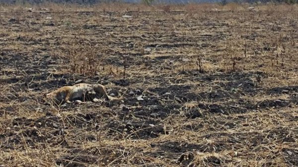 Tigre de Apaseo está maltrecho, hambriento y trae collar, revela alcalde