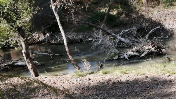 Río Lerma sufre ‘bloqueo de árboles’ ante falta de mantenimiento en Guanajuato