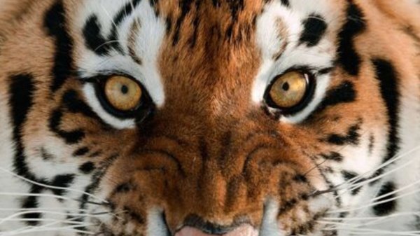 Aseguran que Tigre de Apaseo lleva años viviendo en los cerros; lo han visto