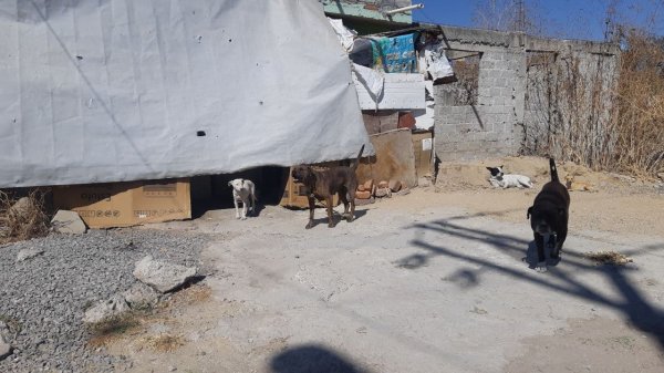 León sacrifica hasta 19 perros y gatos diarios que vagan sin dueño en las calles