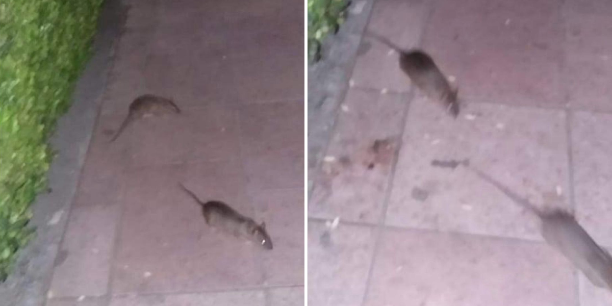 Video: Ratas se apoderan del jardín principal de San José Iturbide