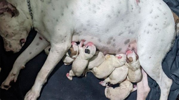 Refugios de animales al borde del colapso: cada vez son más los gatos y perros en la calle