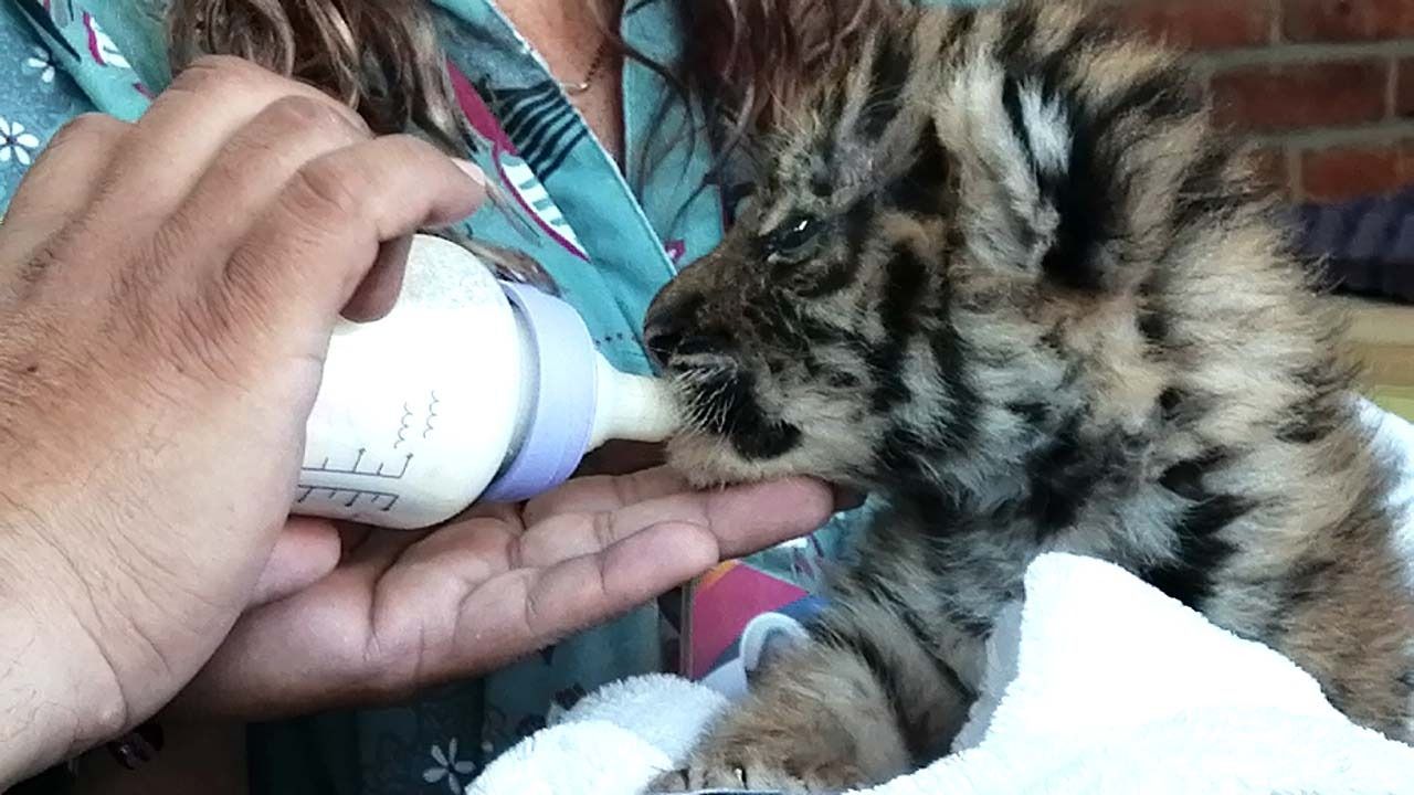 Profepa buscará un hábitat más adecuado para el cachorro de tigre en Celaya