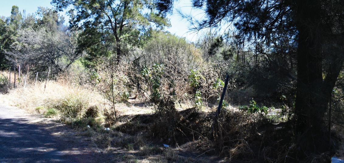 Yuriria: trabajan mujeres en rescate y creación de ‘bosque comestible’ en Casacuarán