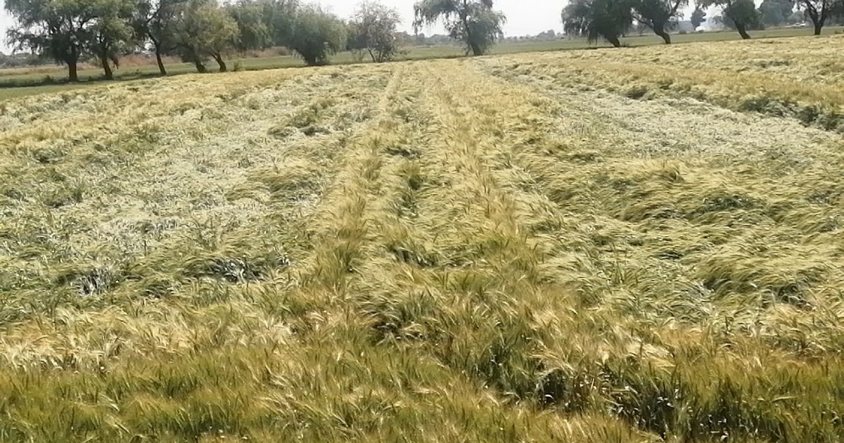 Productores prevén aumento en el trigo en Guanajuato por escasez de granos