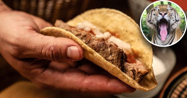 ¡Que se arme la carnita asada! Llegan los tacos de tigre y el sushi de cebra