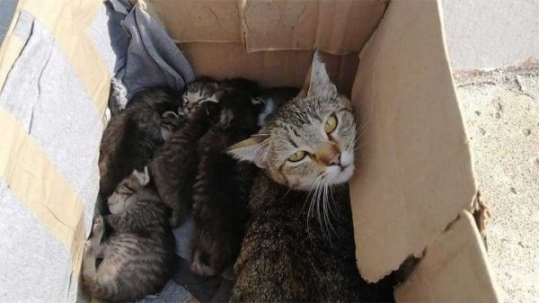 Mujer abandona a camada de gatitos en caja de cartón en basurero de Celaya