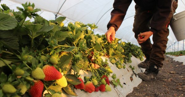 Plaga azota cultivo de fresa en Irapuato; arrasa plantíos y eleva precios