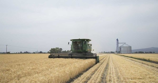 Producción de cebada en Guanajuato es de las más bajas en 12 años