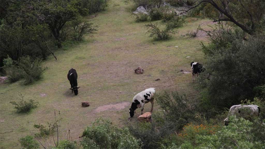 SDES en Guanajuato alerta por incremento en el precio de los fertilizantes