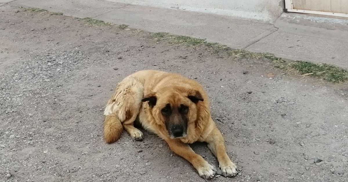 Lobo, un perrito comunitario de Salamanca que enmarca el abandono animal