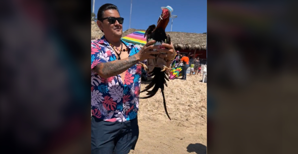 “Todo se merece mi gallo”: hombre lleva a su mascota de vacaciones a Mazatlán