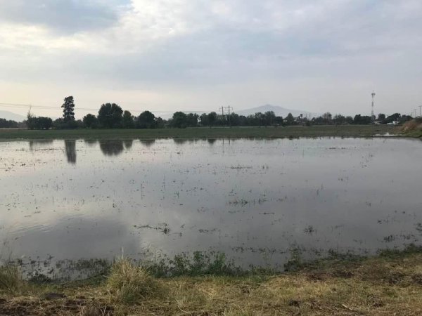 Lluvias en Tarimoro causan estragos en comunidades y campos de cultivo