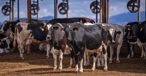 Advierten desabasto de productos lacteos si no hay apoyo al campo en México