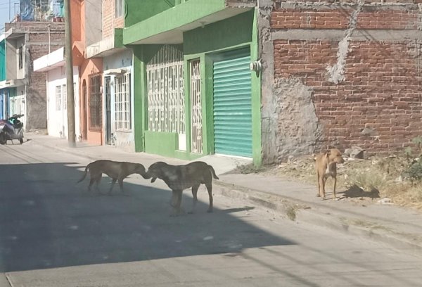 Medio Ambiente recibe hasta cuatro denuncias al día por maltrato animal en Salamanca