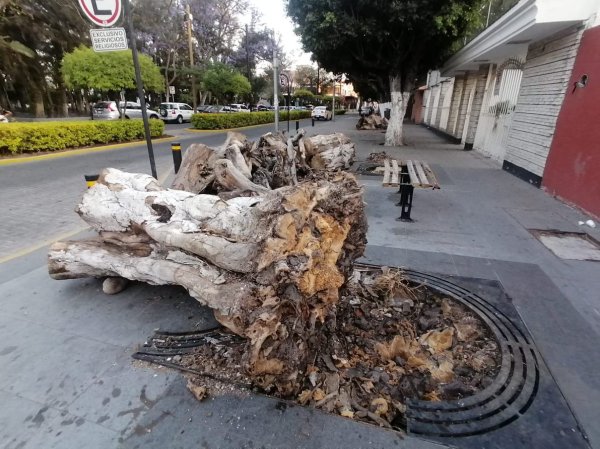 Tala de árboles en Celaya preocupa a vecinos de la Alameda