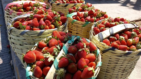 Capacitan a productores de fresa para evitar propagación de la plaga Pestalotia