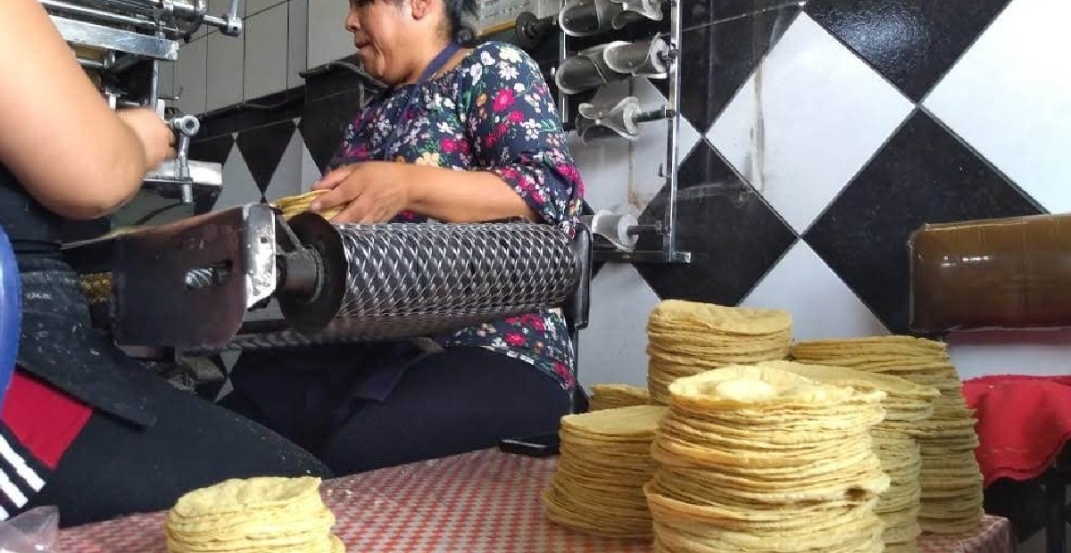 ¿Adiós taquitos? Tortilla subiría hasta los 25 pesos en Salamanca por alza de insumos