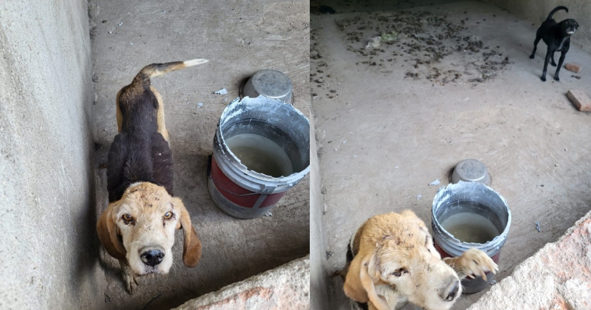 Rescatan a perros abandonados en azotea de la León 1… pero no a todos