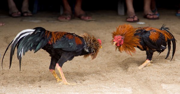 Buscan hacer a las peleas de gallos un patrimonio cultural de Moroleón