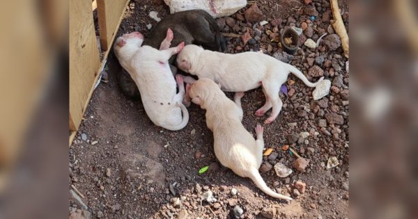 Hay 87 perros en la colonia Reforma de Salamanca, donde ya enevenaron a 20