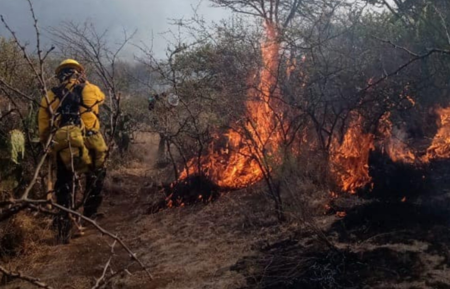 Incendio forestal se prolonga días y arrasa 400 héctareas en La Palma, Guanajuato