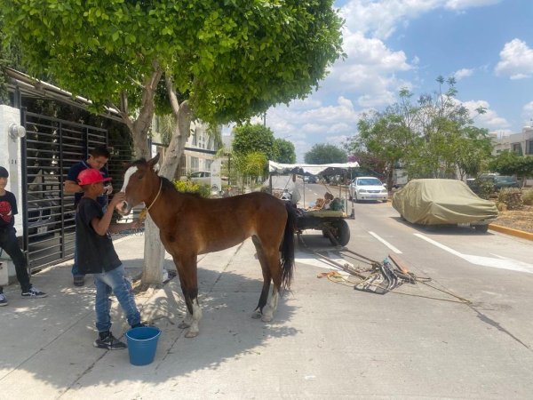 Alistan canje de animales de carga en León para evitar maltrato