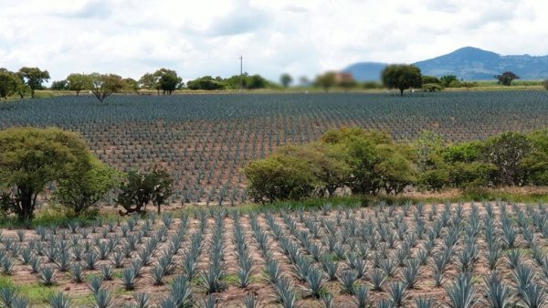 ‘Nadie comprará agave de zonas deforestadas en Pénjamo’ : Diego Sinhue