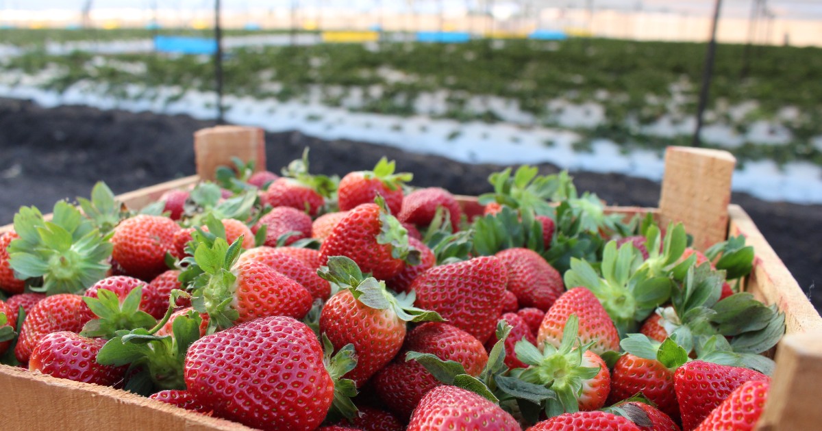 Productores descartan que fresas con hepatitis sean originarias de Guanajuato