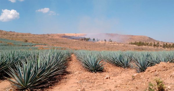 Productores de agave deforestan Sierra de Pénjamo; acaban con especies nativas