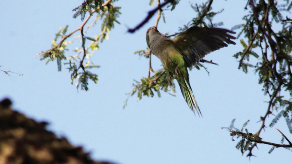 Celaya: Un ‘santuario’ de Loros que sobrevive gracias a vecinos de la 15 de Mayo