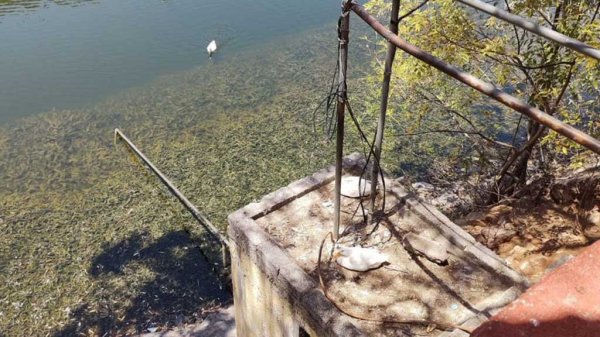 Alarma crecimiento de algas en la Presa de la Olla en Guanajuato capital